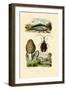 Eatable Morel, 1833-39-null-Framed Giclee Print