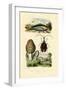 Eatable Morel, 1833-39-null-Framed Giclee Print