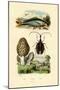 Eatable Morel, 1833-39-null-Mounted Giclee Print