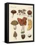 Eatable Mushrooms-null-Framed Stretched Canvas