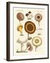 Eatable Mushrooms-null-Framed Giclee Print