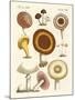 Eatable Mushrooms-null-Mounted Giclee Print