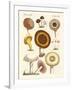 Eatable Mushrooms-null-Framed Giclee Print