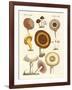 Eatable Mushrooms-null-Framed Giclee Print