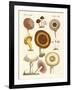 Eatable Mushrooms-null-Framed Giclee Print