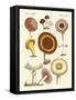 Eatable Mushrooms-null-Framed Stretched Canvas