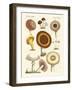 Eatable Mushrooms-null-Framed Giclee Print