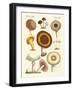 Eatable Mushrooms-null-Framed Giclee Print