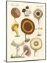 Eatable Mushrooms-null-Mounted Giclee Print