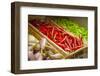 Eataly Italian food market and marketplace in Manhattan, New York.-Michele Niles-Framed Photographic Print