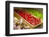 Eataly Italian food market and marketplace in Manhattan, New York.-Michele Niles-Framed Photographic Print