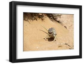 Eating_Chameleon-Wagner Christian-Framed Photographic Print