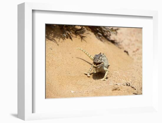 Eating_Chameleon-Wagner Christian-Framed Photographic Print