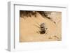 Eating_Chameleon-Wagner Christian-Framed Photographic Print