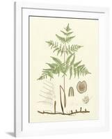 Eaton Ferns III-Daniel C. Eaton-Framed Art Print