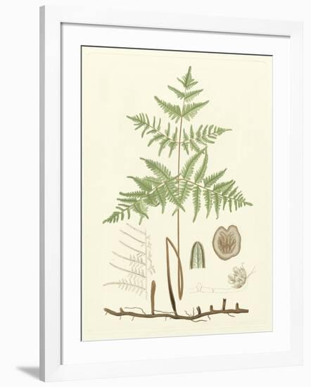 Eaton Ferns III-Daniel C. Eaton-Framed Art Print