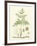 Eaton Ferns III-Daniel C. Eaton-Framed Art Print