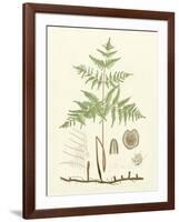 Eaton Ferns III-Daniel C. Eaton-Framed Art Print