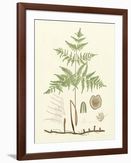 Eaton Ferns III-Daniel C. Eaton-Framed Art Print