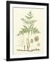 Eaton Ferns III-Daniel C. Eaton-Framed Art Print