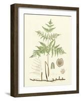 Eaton Ferns III-Daniel C. Eaton-Framed Art Print