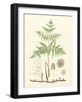 Eaton Ferns III-Daniel C. Eaton-Framed Art Print