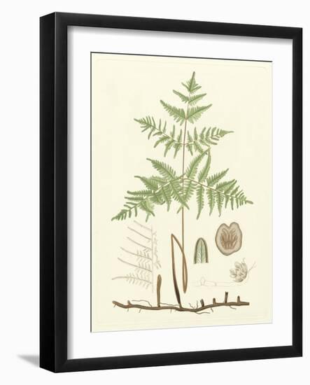 Eaton Ferns III-Daniel C. Eaton-Framed Art Print