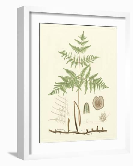 Eaton Ferns III-Daniel C. Eaton-Framed Art Print