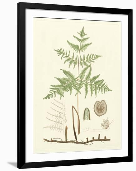 Eaton Ferns III-Daniel C. Eaton-Framed Art Print