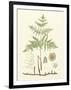 Eaton Ferns III-Daniel C. Eaton-Framed Art Print