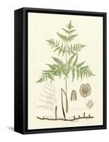 Eaton Ferns III-Daniel C. Eaton-Framed Stretched Canvas