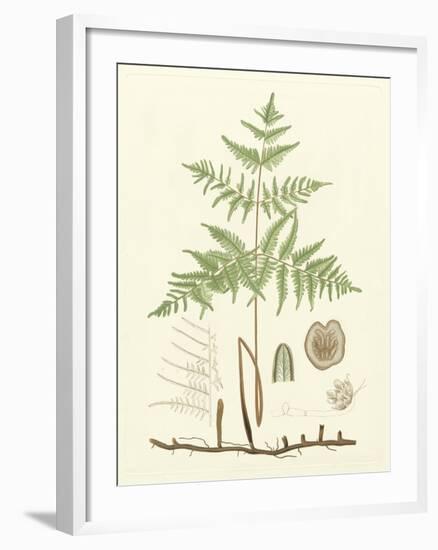 Eaton Ferns III-Daniel C. Eaton-Framed Art Print