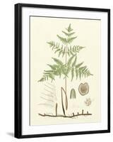 Eaton Ferns III-Daniel C. Eaton-Framed Art Print