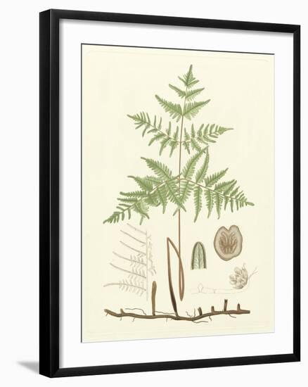 Eaton Ferns III-Daniel C. Eaton-Framed Art Print