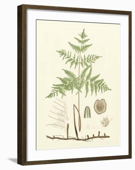 Eaton Ferns III-Daniel C. Eaton-Framed Art Print