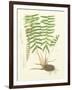 Eaton Ferns IV-Daniel C. Eaton-Framed Art Print