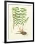 Eaton Ferns IV-Daniel C. Eaton-Framed Art Print