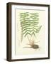 Eaton Ferns IV-Daniel C. Eaton-Framed Art Print