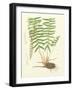 Eaton Ferns IV-Daniel C. Eaton-Framed Art Print