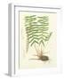 Eaton Ferns IV-Daniel C. Eaton-Framed Art Print