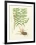 Eaton Ferns IV-Daniel C. Eaton-Framed Art Print