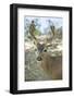 Eatonville, WA. Male white-tailed deer in springtime with velvety antlers-Janet Horton-Framed Photographic Print