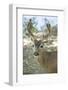 Eatonville, WA. Male white-tailed deer in springtime with velvety antlers-Janet Horton-Framed Photographic Print