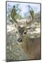 Eatonville, WA. Male white-tailed deer in springtime with velvety antlers-Janet Horton-Mounted Photographic Print