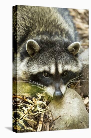 Eatonville, WA. Sleepy northern raccoon at Northwest Trek Wildlife Park.-Janet Horton-Stretched Canvas