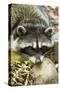 Eatonville, WA. Sleepy northern raccoon at Northwest Trek Wildlife Park.-Janet Horton-Stretched Canvas