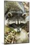 Eatonville, WA. Sleepy northern raccoon at Northwest Trek Wildlife Park.-Janet Horton-Mounted Photographic Print