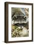 Eatonville, WA. Sleepy northern raccoon at Northwest Trek Wildlife Park.-Janet Horton-Framed Photographic Print