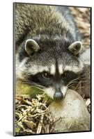 Eatonville, WA. Sleepy northern raccoon at Northwest Trek Wildlife Park.-Janet Horton-Mounted Photographic Print