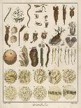 Microscopic Marine Life-Ebenezer Sibly-Framed Art Print